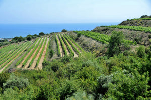 Selección Territorio Alella